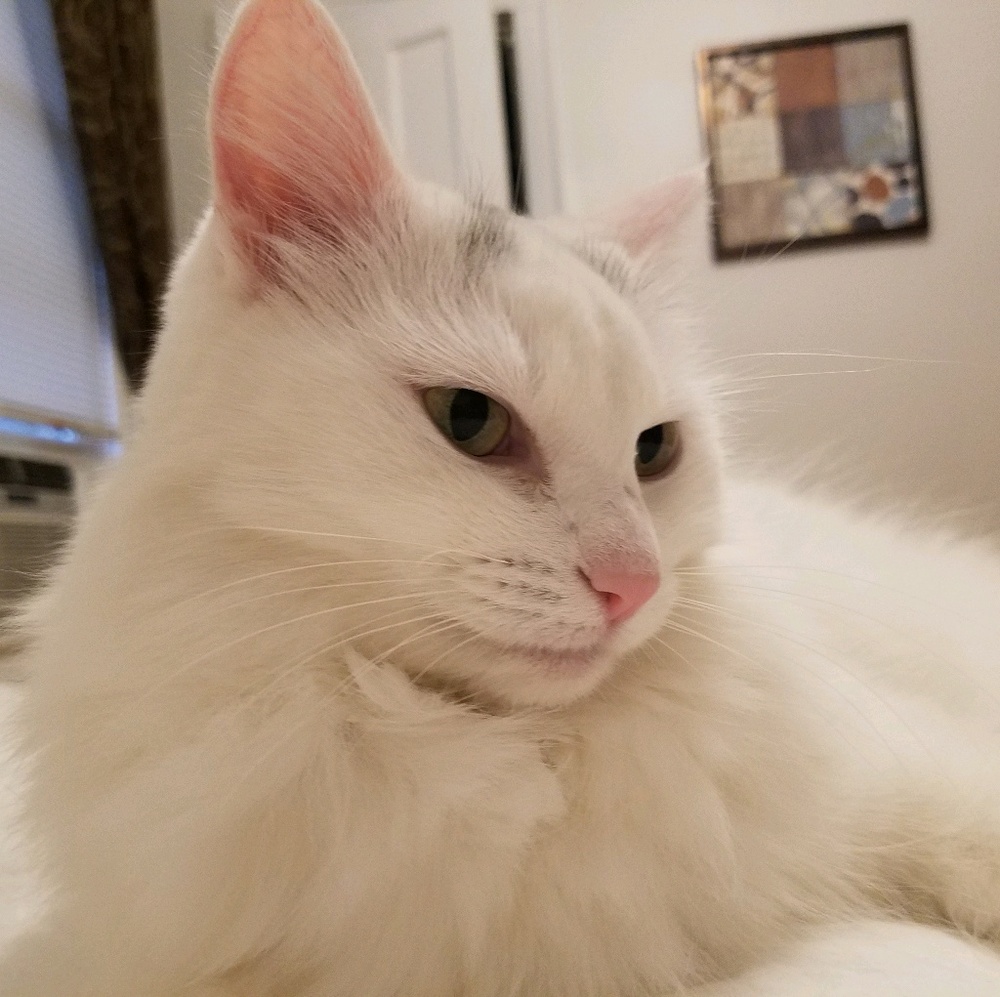 Meet your Posher, Erika